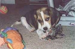 A white and black with tan Beagle puppy is laying on a tan carpet and chewing a rope toy. There is another toy next to it. 
