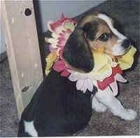 Abbey the Beagle Puppy wearing a lay sitting on carpet