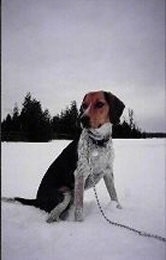 http://www.dogbreedinfo.com/images3/Beaglehannahbeagle.jpg