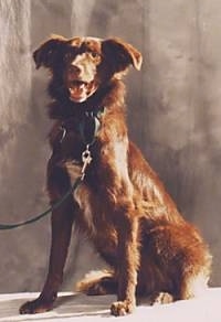 Brandy the Border Collie sitting in front of a brown backdrop with its mouth open and its tongue out