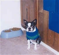 Champ the Boston Terrier sitting down against a kitchen cabinet with a full dog food dish behind him