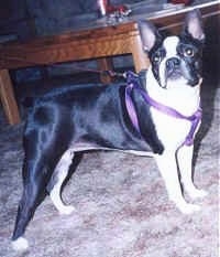 Cleo the Boston Terrier wearing a purple harness standing on a carpet looking at the camera holder