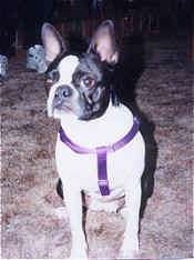 Cleo the Boston Terrier wearing a purple harness sitting on a carpet looking at the camera holder