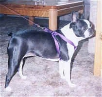 Cleo the Boston Terrier wearing a purple harness in front of a door
