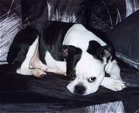 Tiny the Boston Terrier laying on a couch with its head down