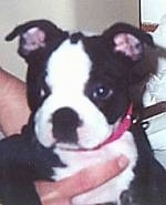 Close Up - Bunny the Boston Terrier puppy being held up in the arms of a person