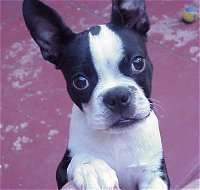 Close Up - Diego the Boston Terrier jumping up to get closer to the camera holder