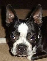 Close Up head shot - Rocky the Boston Terrier laying on a carpet