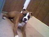 Hooch the Boxer laying on a carpet in front of a door