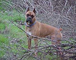 Gus the Boxer standing outside in front of a bunch of tree branches