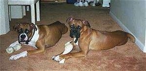 Bubba and Jake the Boxers laying on a carpet and they both have rawhide bones in front of them