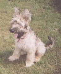 Desi the Briard puppy sitting outside in grass with its mouth open and tongue out