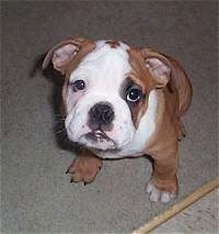 Corky the Bulldog sitting on a floor and looking at the camera holder