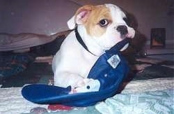 Spike the Bulldog chewing on a blue baseball hat and looking at the camera holder