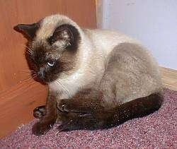 Luigi the Siamese Cat is sitting in a corner next to a dresser and looking down