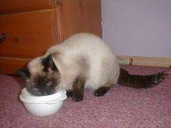 Luigi the Siamese Cat is eating food out of a white bowl in front of a dresser