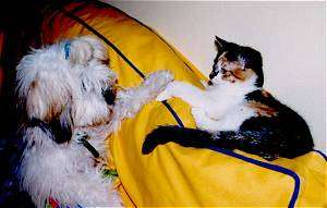 Lady the Lhasa Apso is sitting on the bright yellow couch facing the back of the Couch in which a cat is laying down. There paws are touching