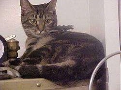 TaTum Jean the Gray Tiger Cat is laying on the top of a dresser and it is looking back at the camera holder