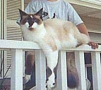 Skyla the Ragdoll Cat is laying on a railing with its limbs hanging over the edges. There is a person behind it.