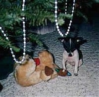 Tinker Bell the Chihuahua puppy is sitting under a Christmas tree that has pearls hanging on it and there is a plush doll next to him