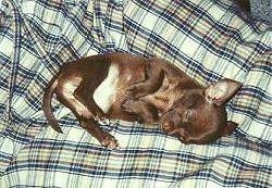 A brown Chihuahua puppy is sleeping in between a persons legs who is wearing plaid pants