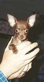 A Chihuahua Puppy is being held in the aire by a person