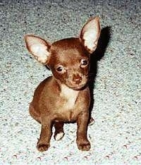 Chihuahua Puppy