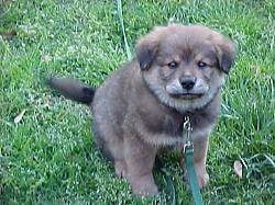 Zeke the Chow Chow Puppy is sitting outside in a yard and looking at the camera holder with what looks like a frown on his face