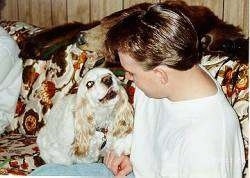A white with tan American Cocker Spaniel is sitting across the lap of a person sitting on a couch. the Spaniel is looking up at the person.