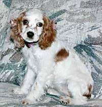 The left side of a white with tan American Cocker Spaniel that is sitting on a couch and it is looking forward.
