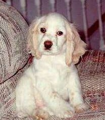 A white with tan American Cocker Spaniel Puppy is sitting on couch and it is looking forward. its head is slightly tilted to the right.