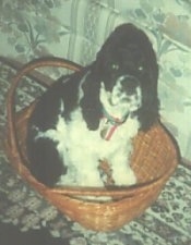 Topdown view of a black and white American Cocker Spaniel that is sitting in a basket on a rug next to the couch