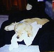 A tan and white American Cocker Spaniel Puppy is sleeping on a black couch with a blanket under its head