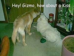 A tan dog is standing next to a white dog that is laying down in front of a door. The Words - Hey! Gizmo, how about a kiss - is overlayed