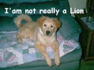 A tan dog is laying on a couch. The Words - I'am not really a Lion - is overlayed