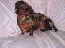 Bosco the Dachshund is sitting on a couch that is covered with a white blanket. 