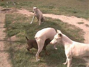 Three White Doberman Pinschers are playing in a yard and there is a smaller dog running under one of there legs
