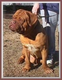 Truck the Dogue de Bordeauxis standing outside and looking to the left. There is a person next to it. There is a brown and a white border around the image