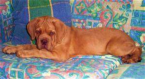 Ali the Dogue de Bordeaux Puppy is laying on a very colorful couch with a colorful pillow behind it
