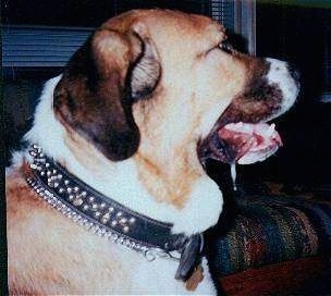 Close Up Left profile - Podero the Spanish Mastiff is sitting in front of a couch. There is an inch of drool down the side of its face