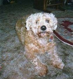 Fred the cream Hollandse Smoushond dog is laying on a tan carpet. There is a red throw rug next to it. Fred is looking up