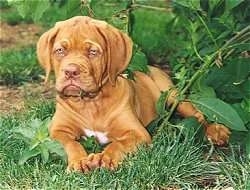Chevelle the Dogue de Bordeaux Puppy is laying under a bush