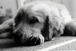 Close Up - A black and white photo of a Golden Retriever Puppy laying down