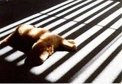 A Golden Retriever puppy is laying on carpet in sunrays that are partially blocked by blinds