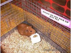 A brown Guinea Pig is standing in the corner of a cage and there is a miniature bag of fedd in front of it. There is a sign that reads - Please Do Not Pick Up Just Pet.
