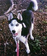 Topdown view of a black and white Siberian Husky dog standing on a dirt surface, it is looking up, its mouth is open and its tongue is hanging out the side of its mouth.