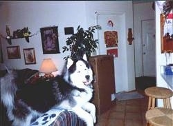 A black and white with grey Siberian Husky is laying across the back of a couch, it is looking forward and its mouth is slightly open.