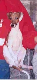 A tan and white Italian Greyhound puppy is sitting on a couch next to a person in a red shirt