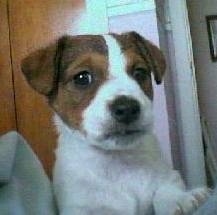 Close up head shot - A white with brown and black Parson Russell Terrier puppy laying down on a bed.