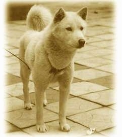 Jindo